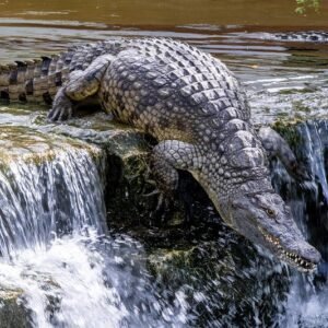 Dubai Crocodile Park