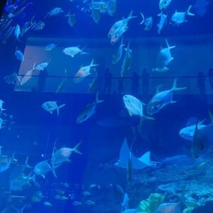 Dubai Aquarium and Underwater Zoo with Penguin Cove Tickets.⁩