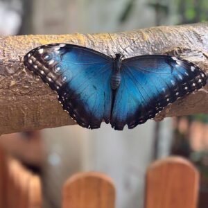 .⁩Butterfly Garden